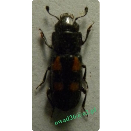 Glischrochilus quadripunctatus (Linnaeus, 1758) Urazek czterokropek